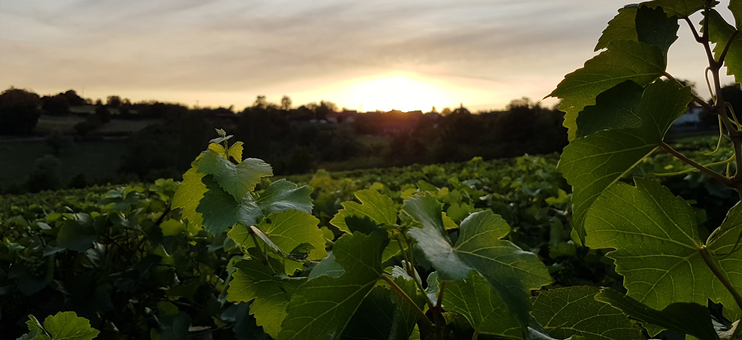  image avec des vignes et un couché de soleil