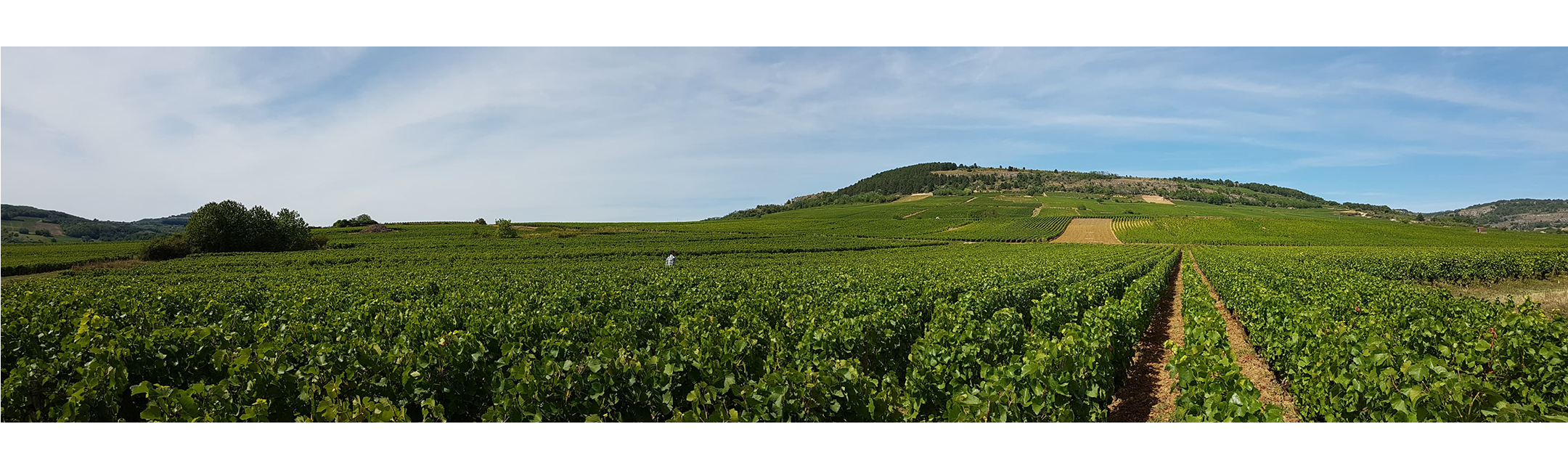 paysage du vignoble