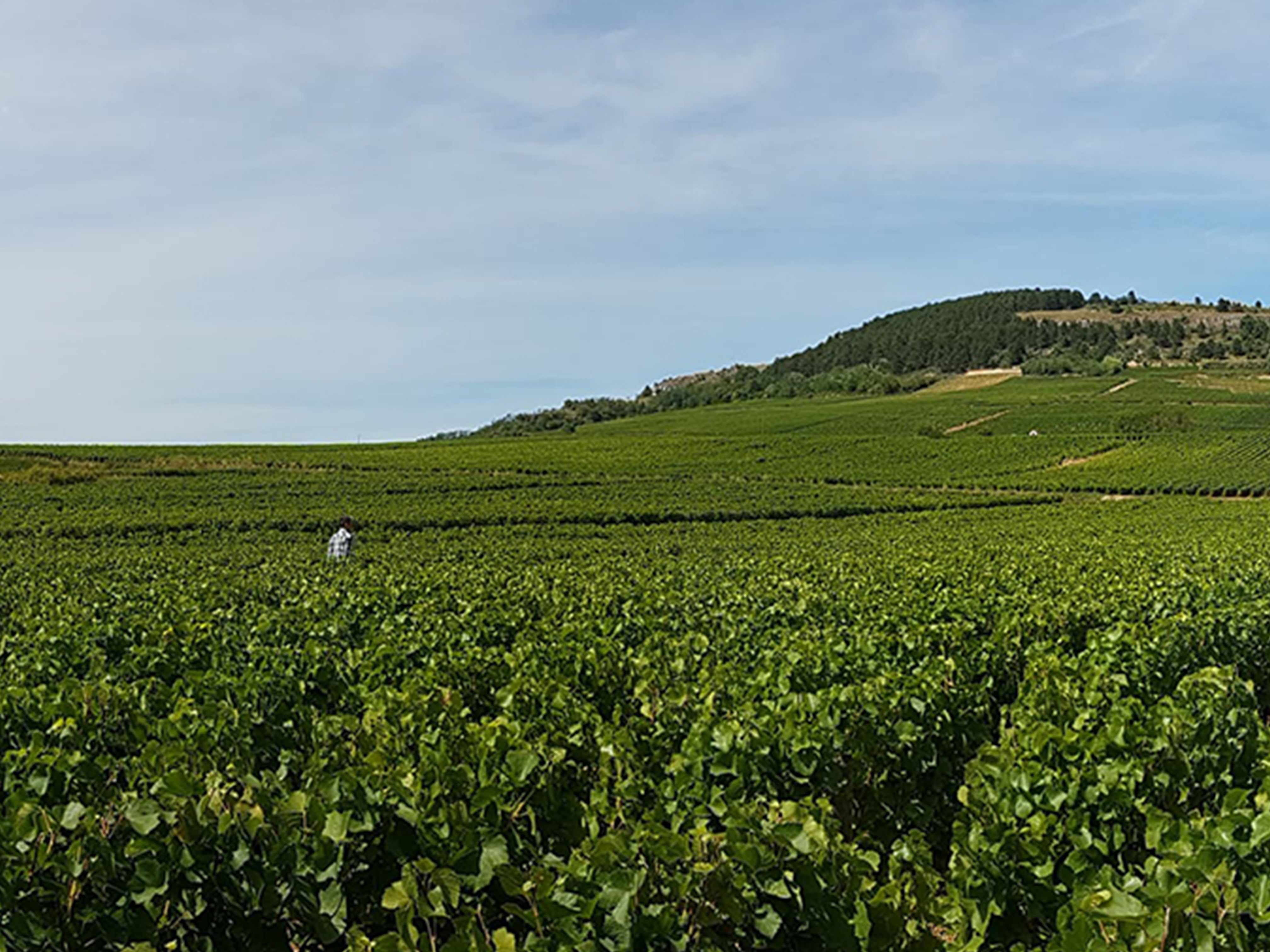 paysage du vignoble